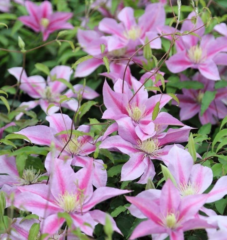 Boulevard® Volunteer™ Clematis Clematis 'Evipo080'