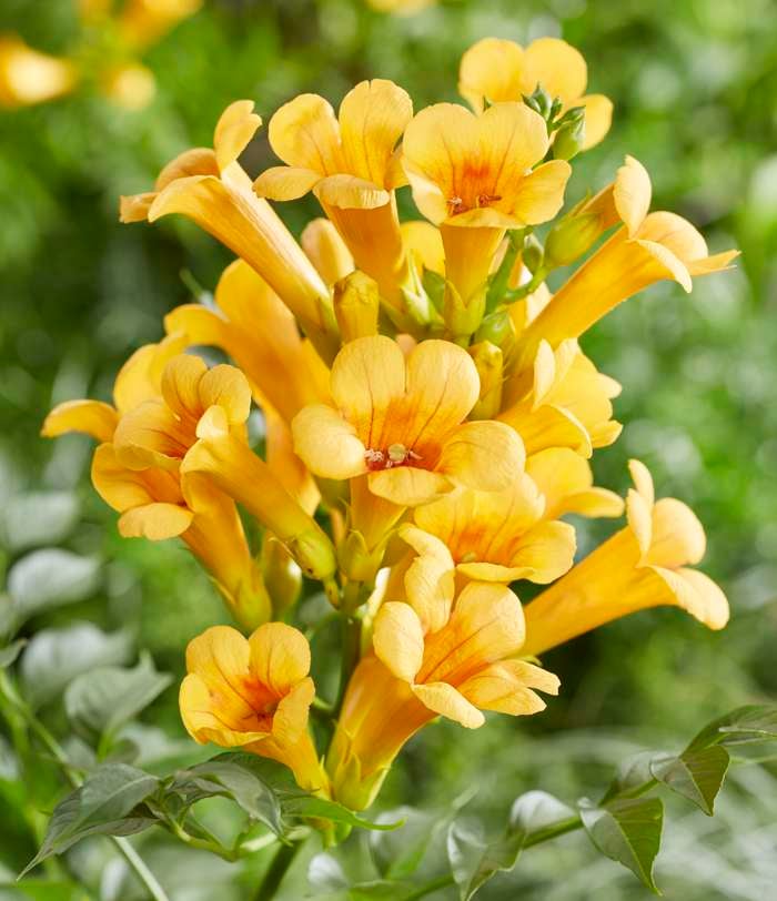 Summer Jazz™ Sunrise Gold Trumpet Vine Campsis x tagliabuana 'Takarazuka Yellow' PP 23,918