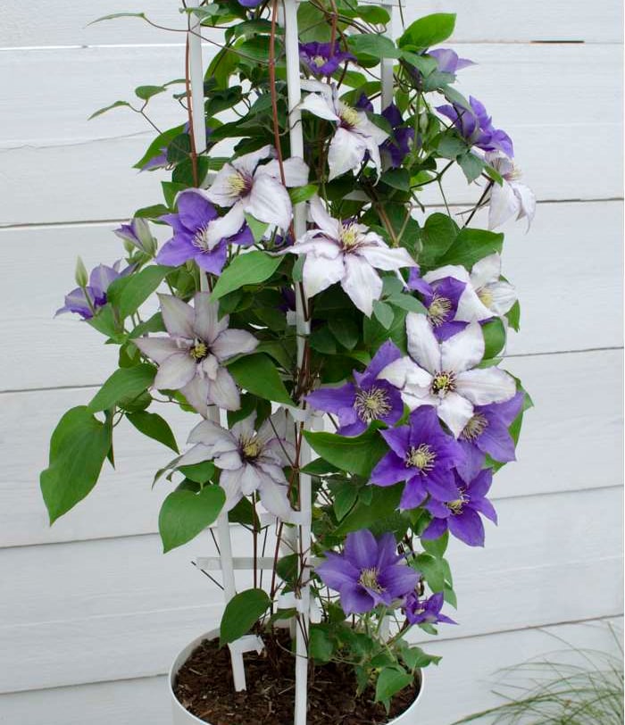 Clematis Paulie