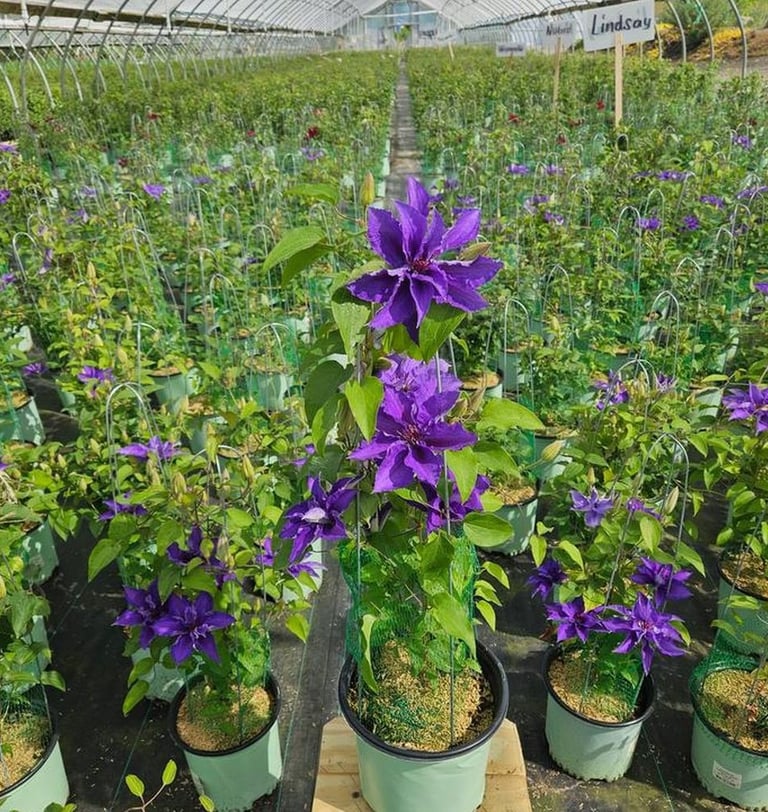 Lindsay™ Clematis Clematis 'EvisGsy152'