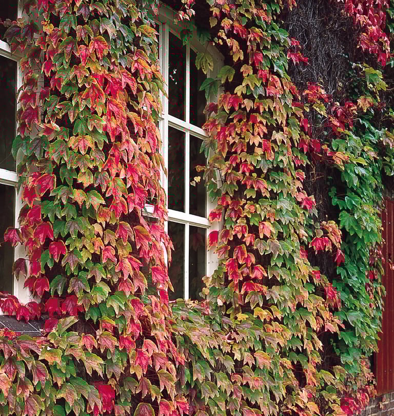 Robusta Boston Ivy Parthenocissus tricuspidata 'Robusta'