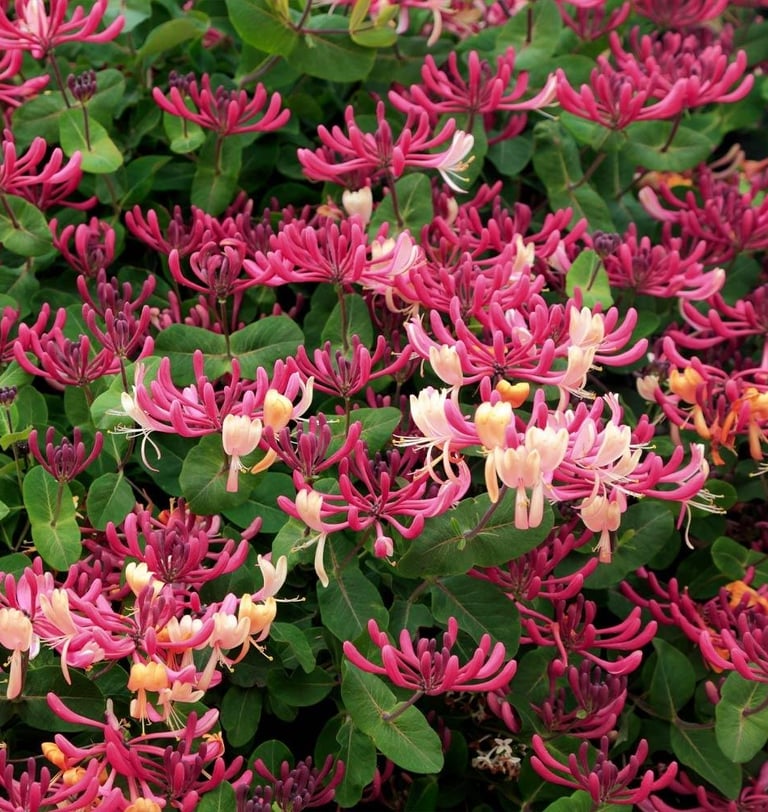 Lonicera periclymenum 'Inov 86' Peaches and Cream Honeysuckle Vine