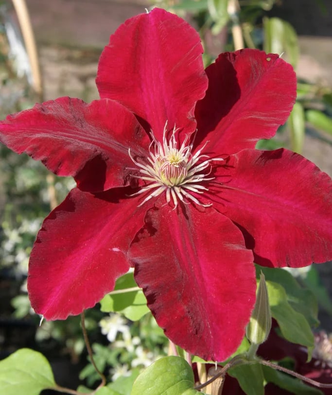 Rebecca™ Clematis Clematis 'Rebecca'