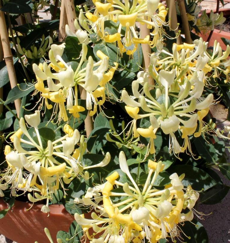 Scentsation Honeysuckle