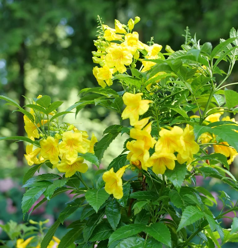 Chicklet® Gold Trumpet Bush Tecoma 'Chicklet Gold'