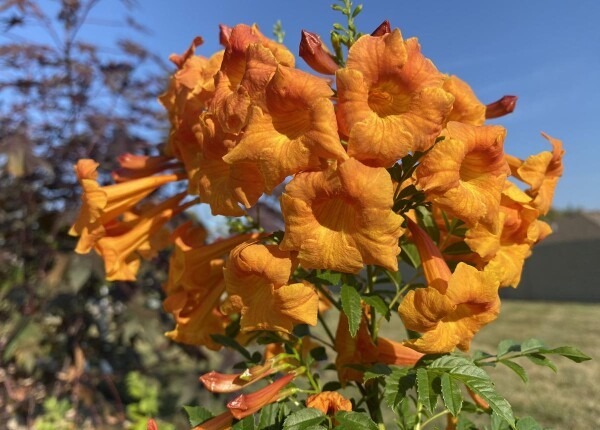 Chicklet® Orange Trumpet Bush Tecoma 'Chicklet Orange'
