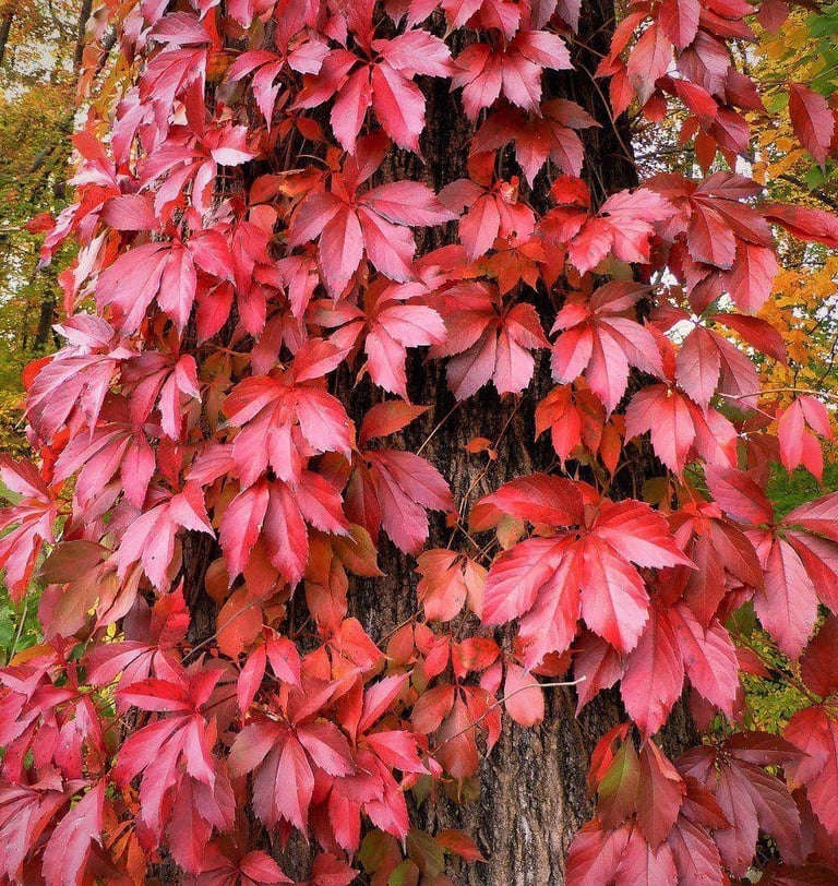 Virginia Creeper Parthenocissus quinquefolia var. engelmanii