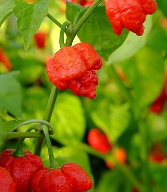 Not for the faint hearted - this Scotch Bonnet/ Habanero type is volcanically hot!
