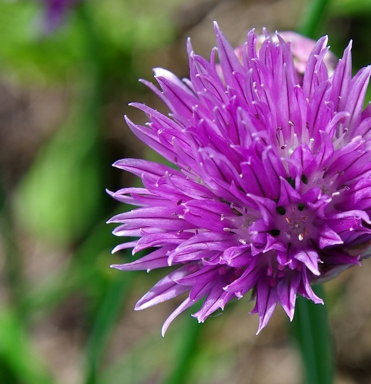 Chive flower head a vibrant pink purple, The delicate purple flowers are edible and make a fabulous edible salad decoration