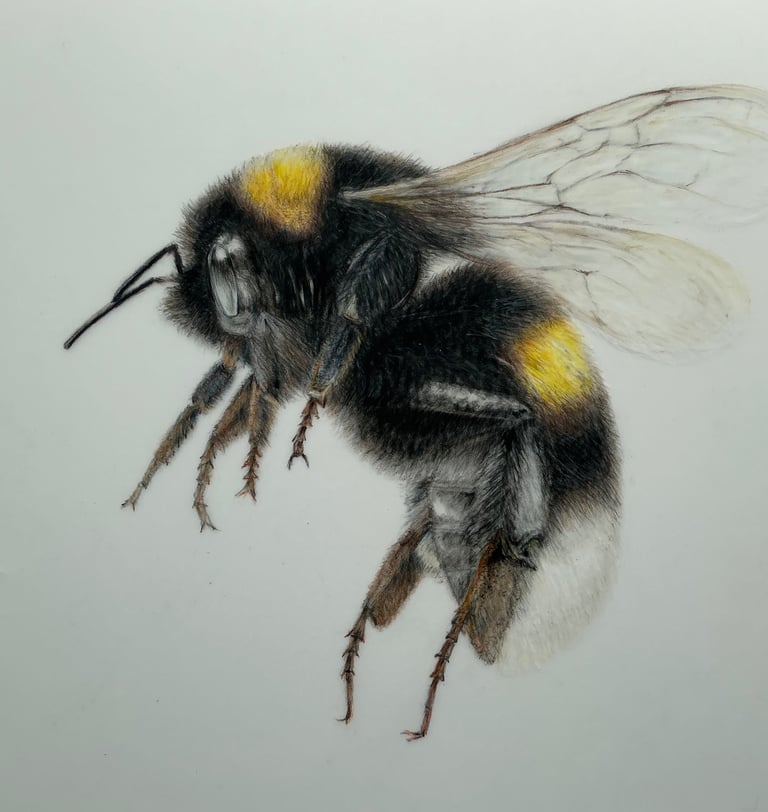 Bee