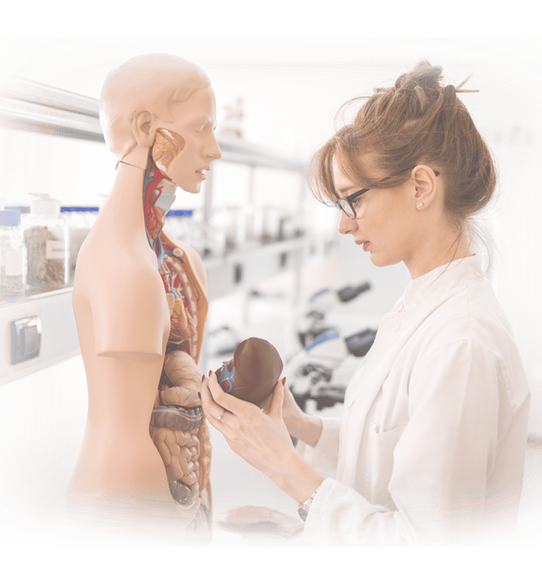 Ultrasound student in lab coat examining an anatomic model.