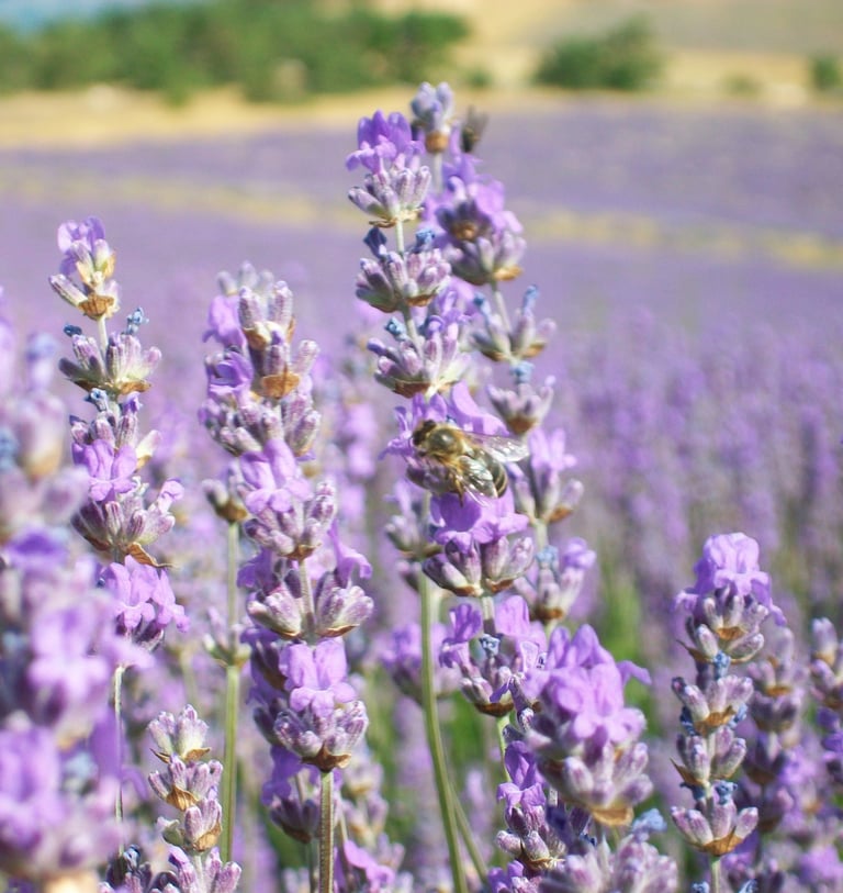 Lavandes en fleurs Ventoux Luberon
