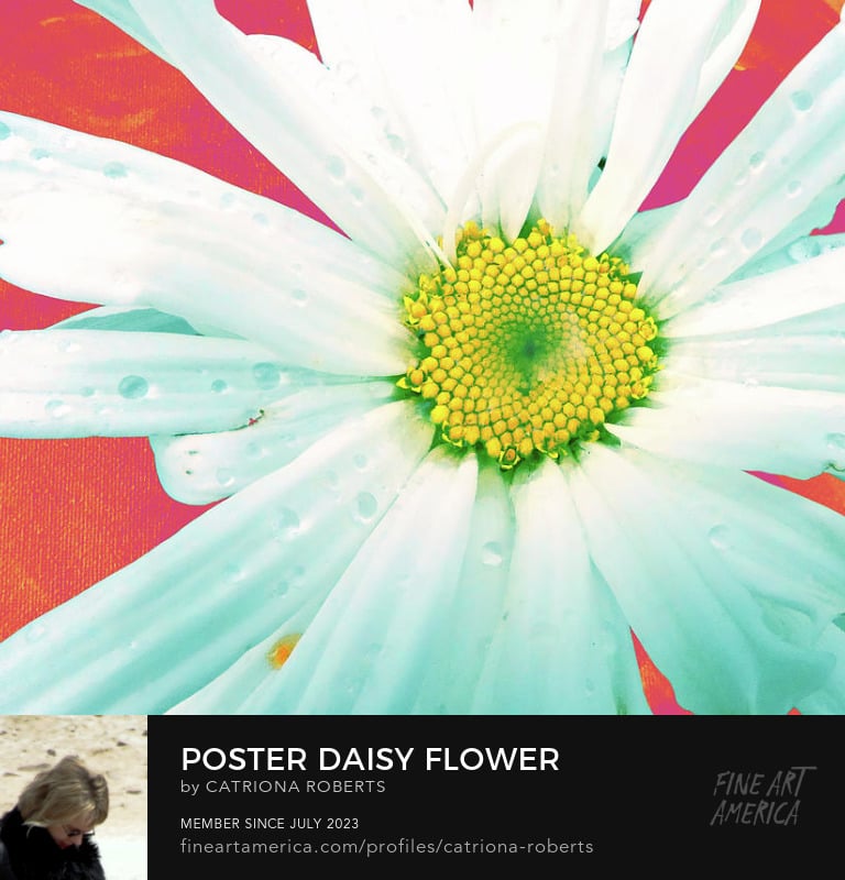 Close up digital image of Daisy Flower with water droplets on it