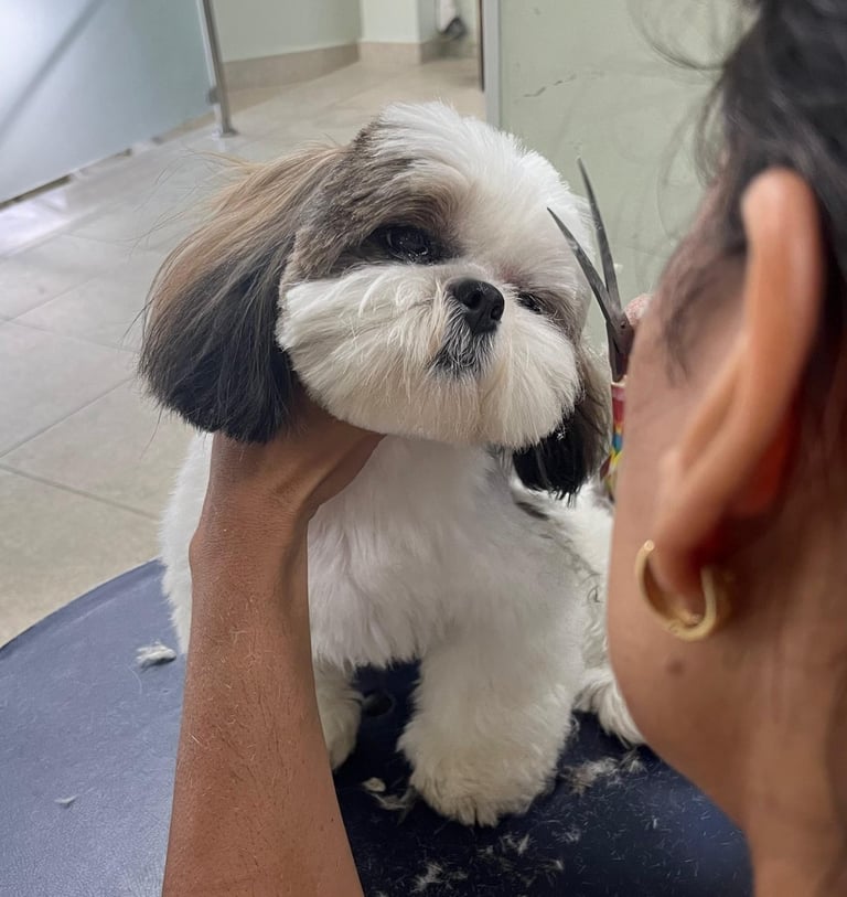 Serviços de tosa personalizados para o seu peludinho