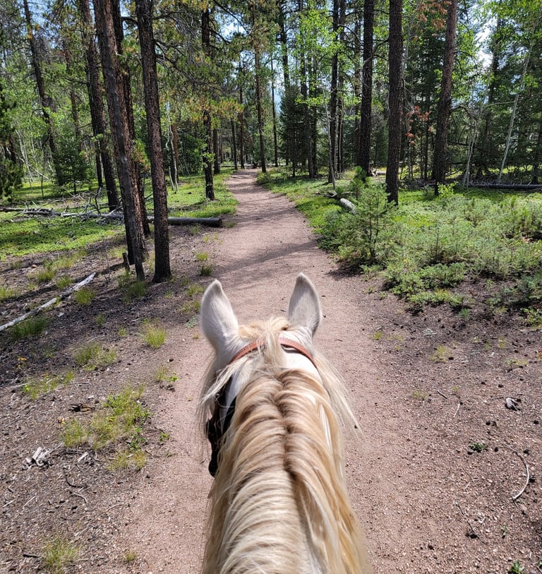 a horse is walking down a path in the woods