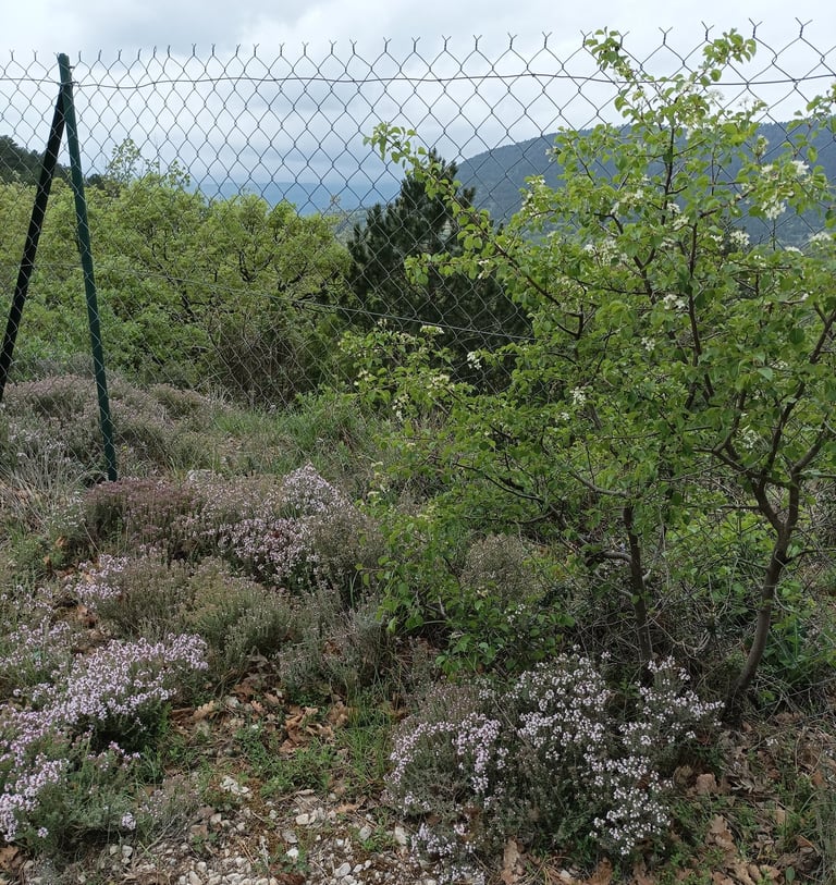 The thyme in bloom