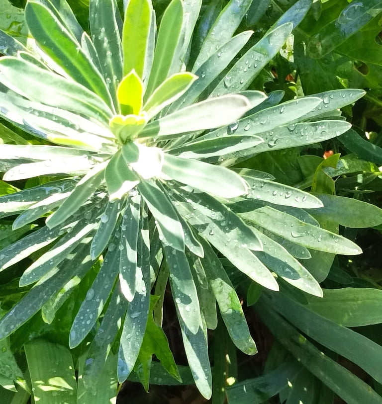 Euphorbia