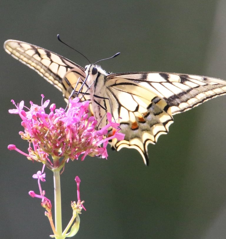 Swalllowtail butterfly