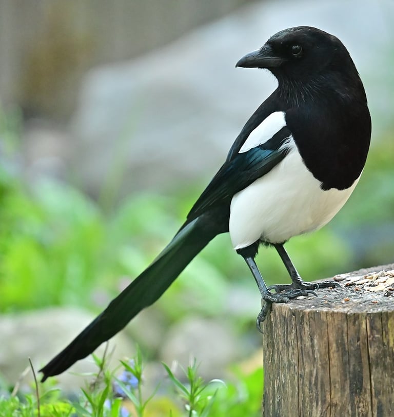 Magpie
