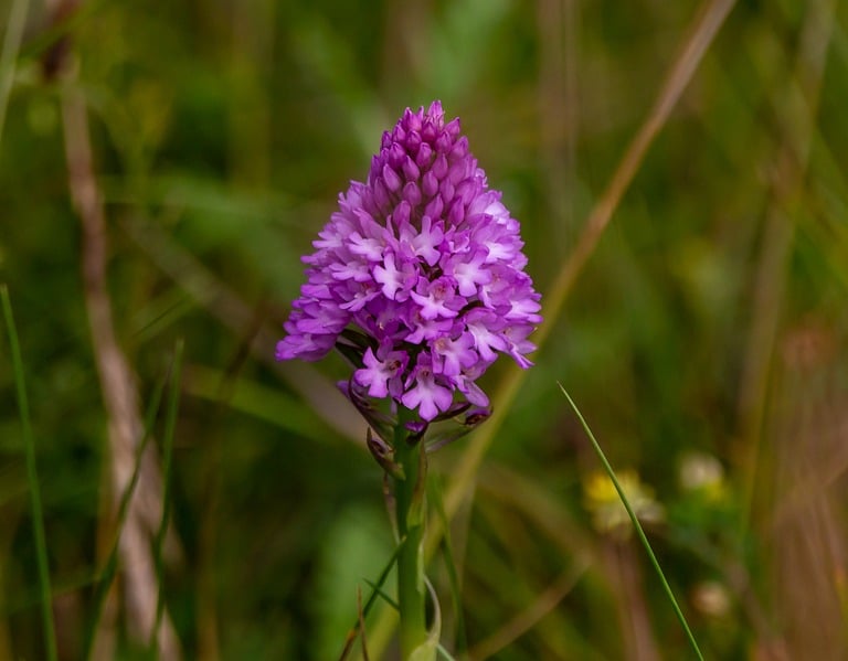 pyramidal orchid