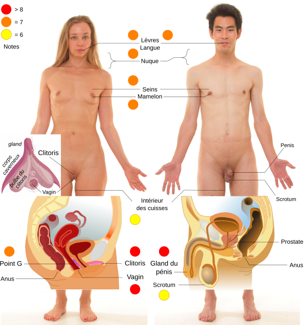 zones erogenes