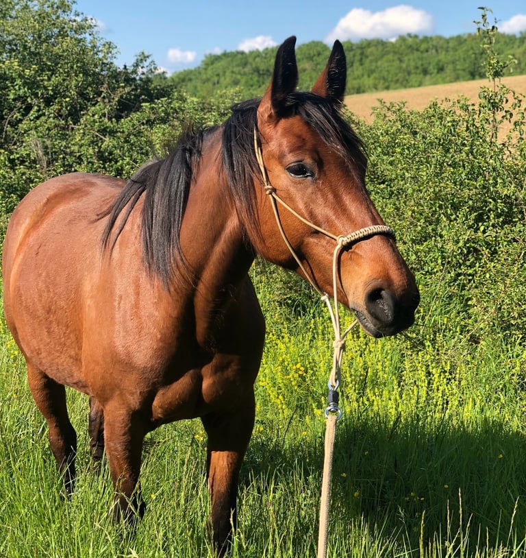 cheval dans la nature