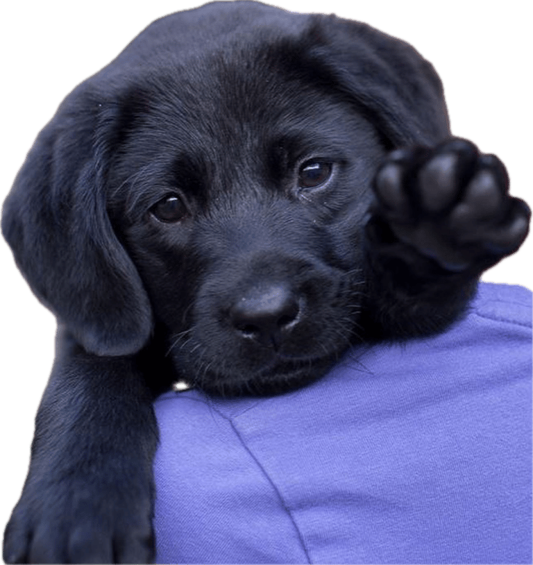 a cute puppy raises its paw to say contact us