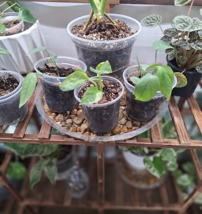 Pebble humidity tray for houseplants helping increase moisture around indoor plants