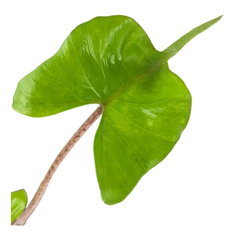 Alocasia stingray elephant ear plant with unique leaf shape, suitable for corm growth and sphagnum
