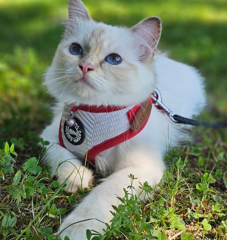 Blåskilpaddemasket Hellig Birma kattunge