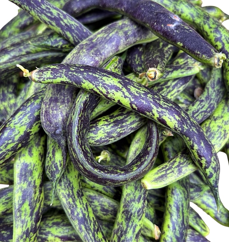 PRINCESS HEIRLOOM BEANS | Loved for its reliability, flavour, and old-fashioned character.