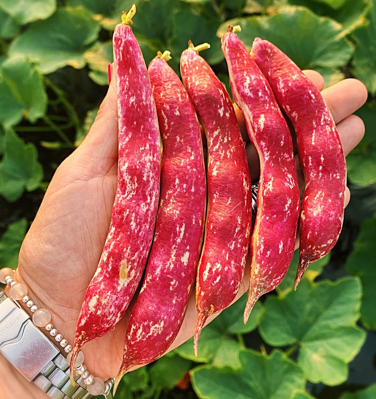 ITALIAN HEIRLOOM BORLOTTO 'LINGUA DI FUOCO2'