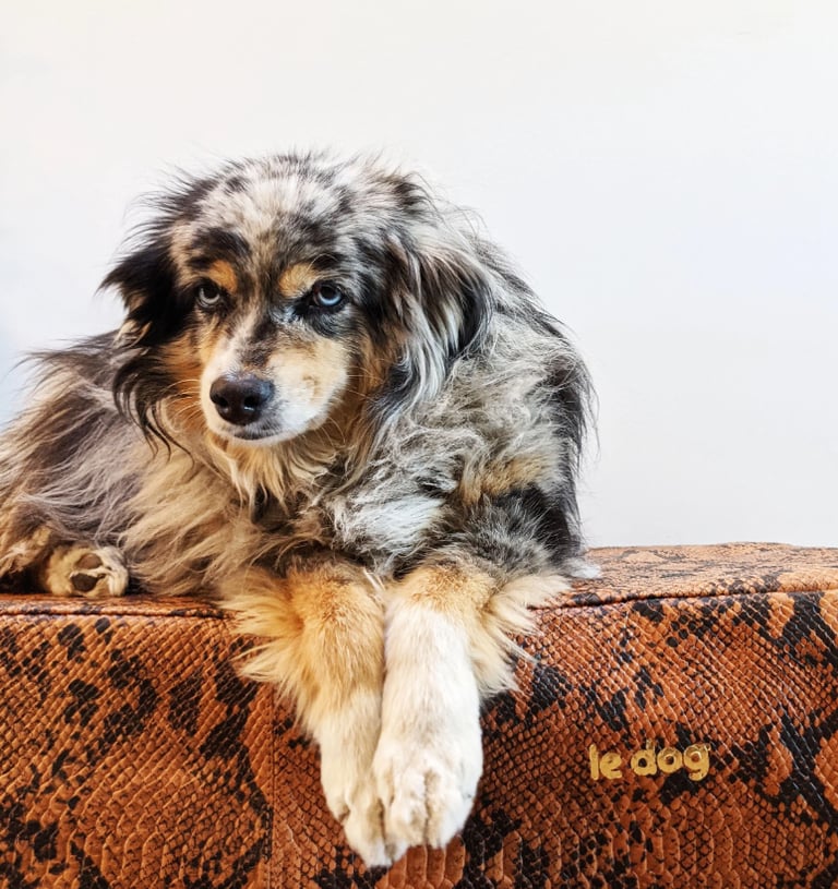 Dog on leather orthopedic non-toxic bed