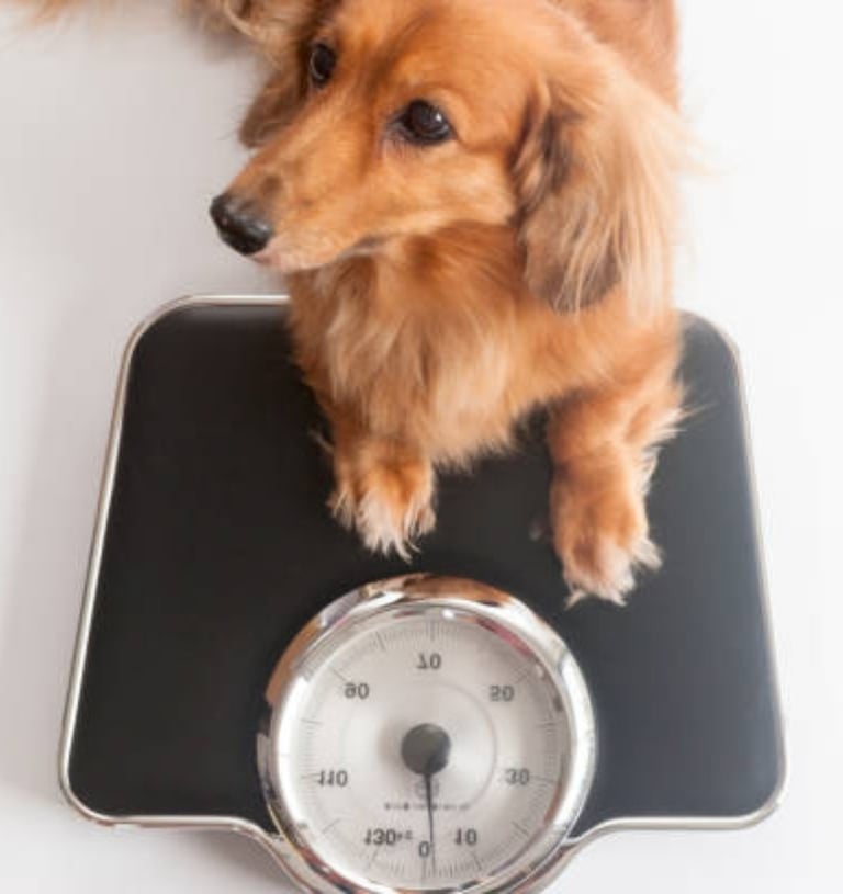 veterinario-no-jardim-sao-paulo