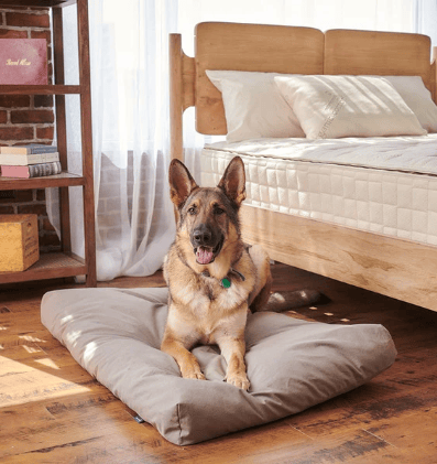 Naturepedic organic cotton and latex non-toxic pet bed.