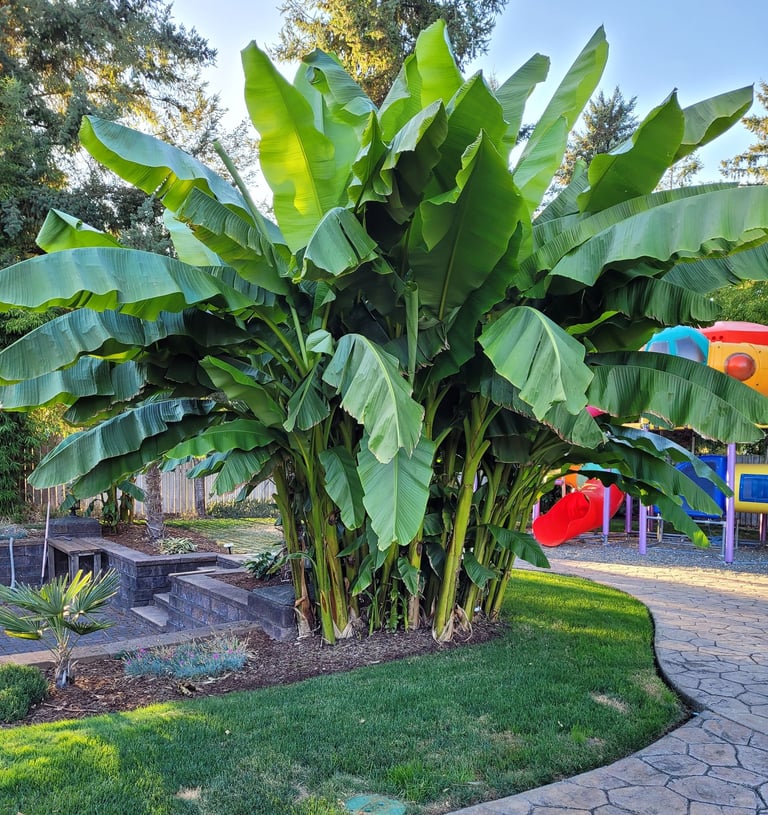 a banana palm in a garden with a playground area