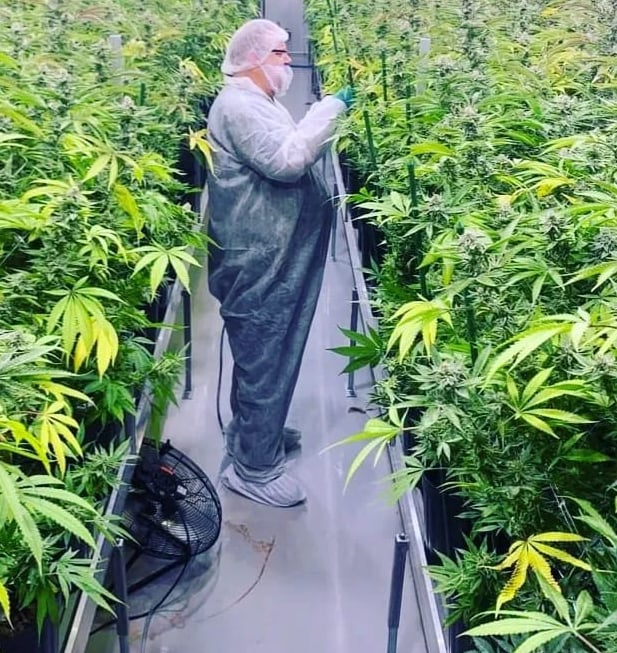 David Johnson working in the cannabis garden