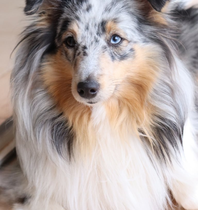 Pastor de las islas de shetland, Maravryan shelties, Shelties de Maravryan, Shetland sheepdog