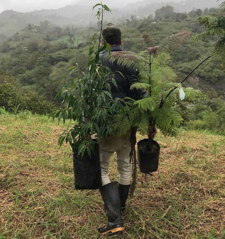 siembra de arboles nativos Choachí