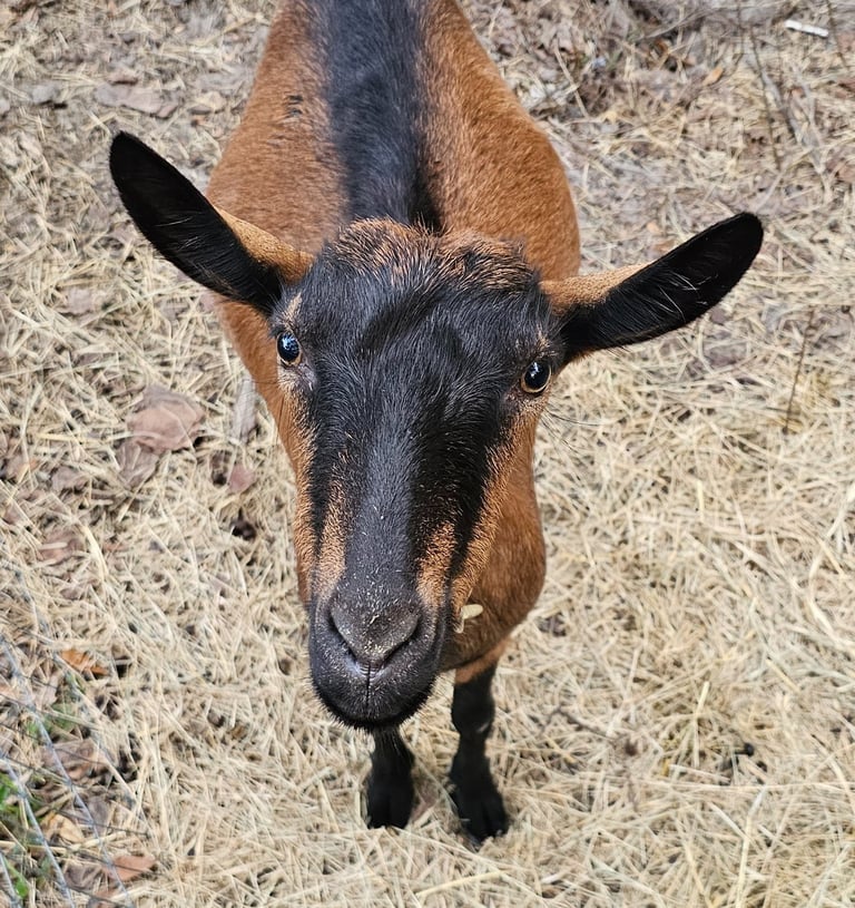 Oberhasli goat standing on the ground looking up at camera