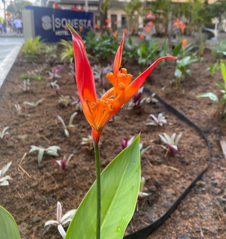 diseño de jardines Cali