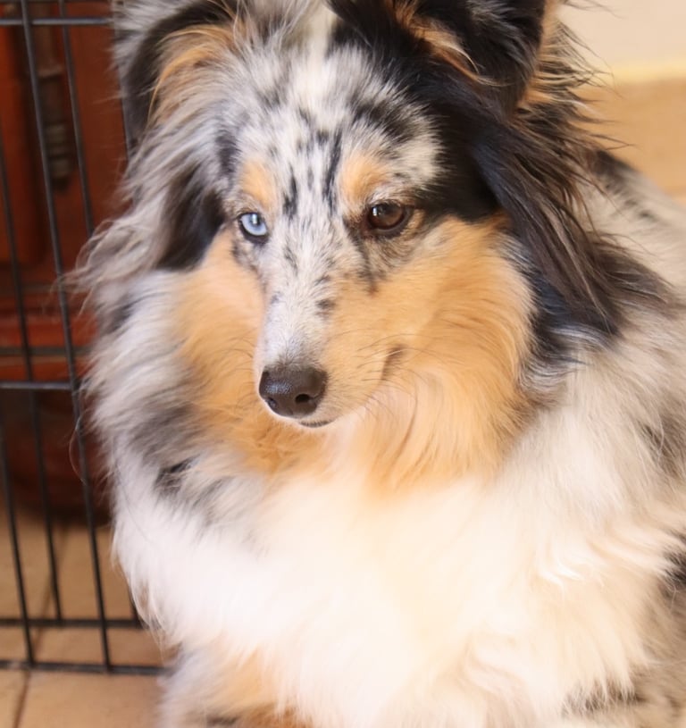 Pastor de las islas de shetland, Maravryan shelties, Shelties de Maravryan, Shetland sheepdog
