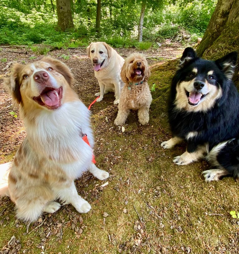 Dog Walking, Dog Sitting, Vet Visits & Grooming in Brussels