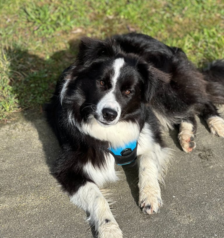 Border collie