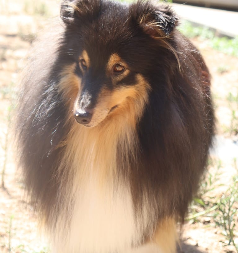 Pastor de las islas de shetland, Maravryan shelties, Shelties de Maravryan, Shetland sheepdog