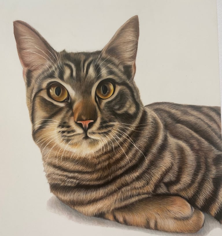 Cat portrait -tabby