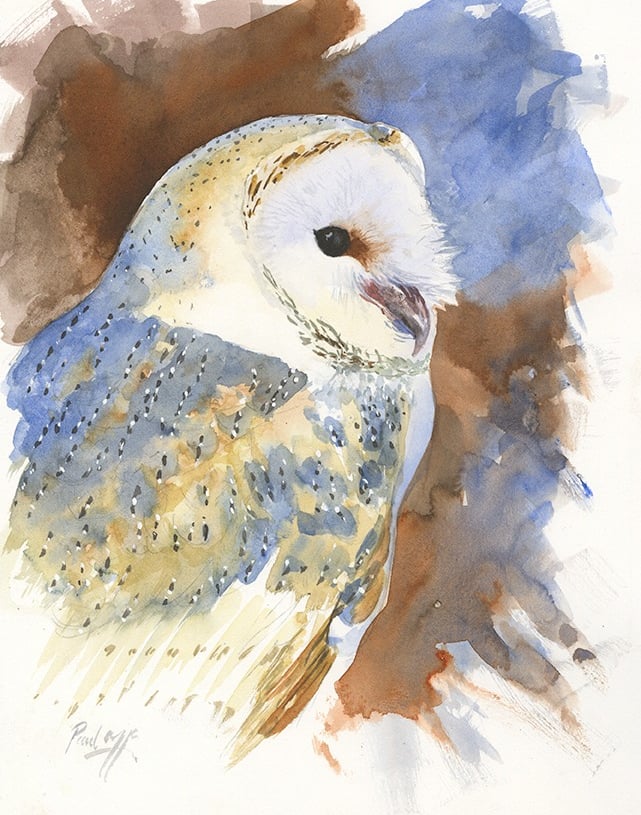 Watercolour portrait of a European Barn Owl, loose