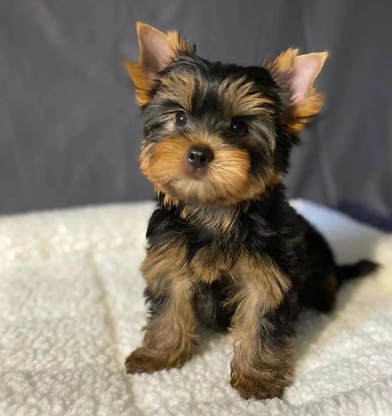 Teacup Yorkie puppies for sale, Teacup Yorkie puppy for sale, Yorkie puppy near me, Toy Yorkie breed