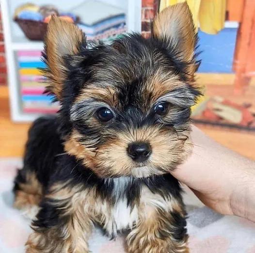Yorkshire Terrier puppies for sale, Teacup Yorkie puppy for sale, Yorkie puppy near me, Toy Yorkie b