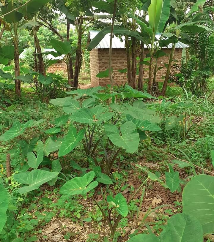 Les maisons à la Ferme Aménopé Togo Permaculture
